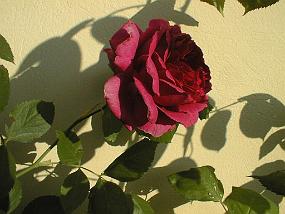 pic00001