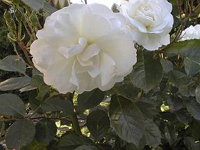 pic00008