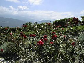pic00007