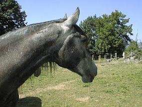 pic00025