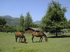 pic00031