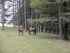 pic00024