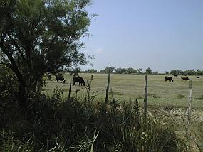 pic00011