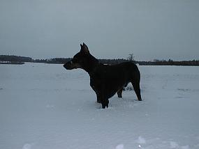 pic00039