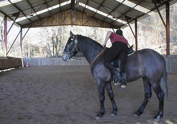 Gitano et Danae (Thursday, 01. April 1999) Je monte Gitano dans le manege. En plus quelques photos de Danae et Gitano au pré. Au debut une photo de Joachim et pour...