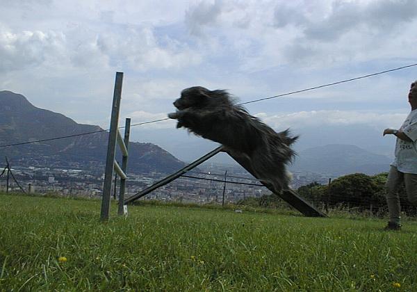 Agility (Sunday, 20. June 1999) Pictures from the agility training and the horses