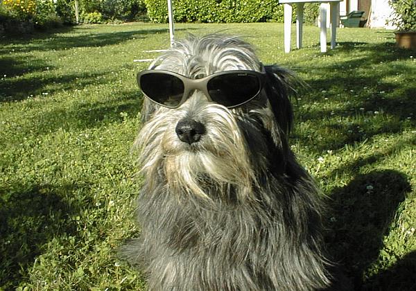 Gini with sun glasses (Tuesday, 22. June 1999) Gini looking cool with sun glasses