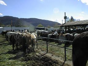 pic00006