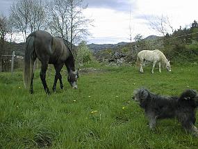 pic00021