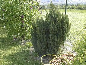 pic00016