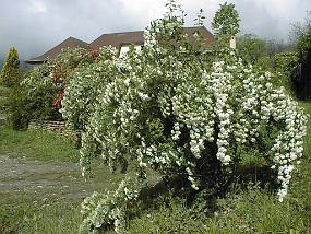 pic00010