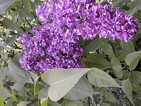 pic00045