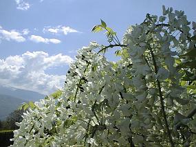 pic00004