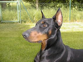 pic00003