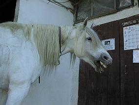 pic00011