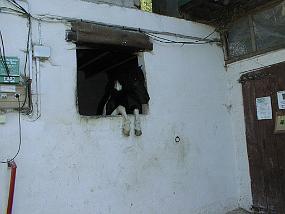 pic00024