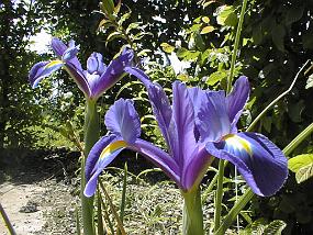 pic00014