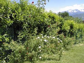 pic00021