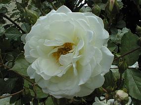 pic00029