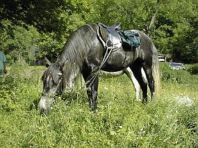 pic00002