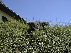 pic00033