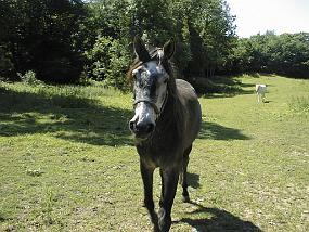 pic00016