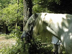 pic00009