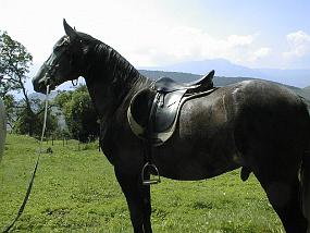 pic00007