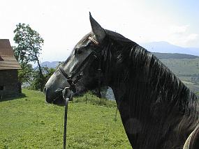 pic00008