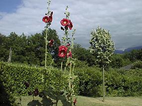 pic00004