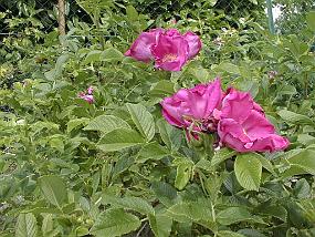 pic00011