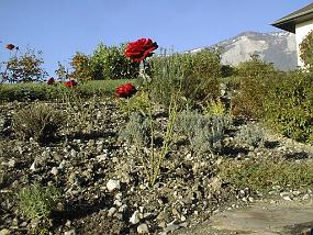 pic00006