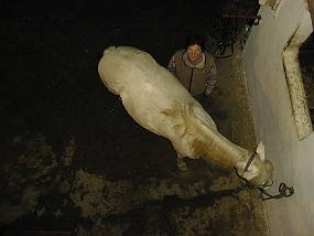 pic00020