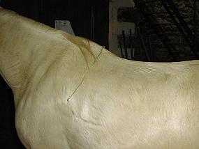 pic00027