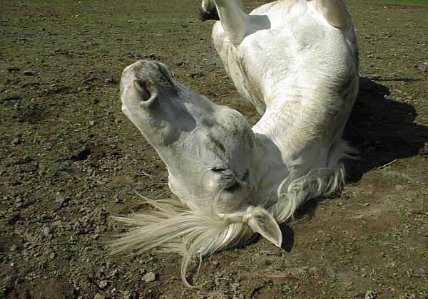 Danae et Gitano (Sunday, 02. April 2000) Je monte Danae dans le manege de Bernard. Après encore quelques photos de deux chevaux sur leur pré.