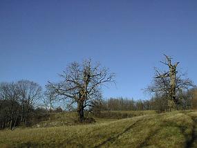 pic00017
