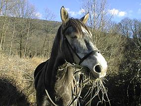 pic00060