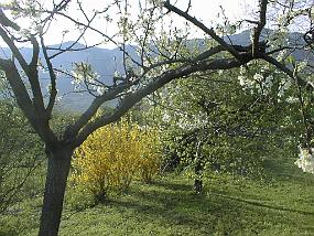 pic00019