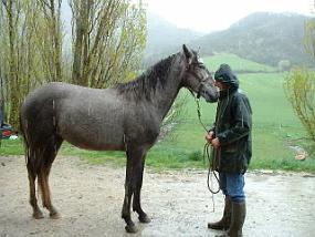 annanewhorse1