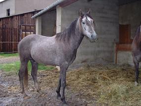 annanewhorse2 Karik