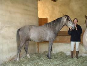 annanewhorse5