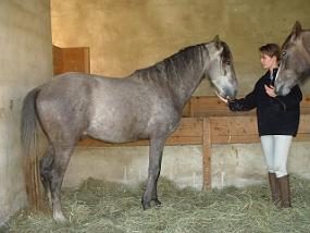 annanewhorse6