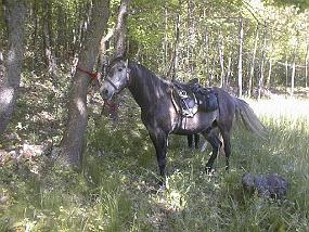 pic00017
