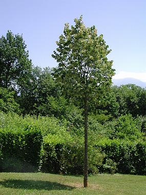 DSCN3737