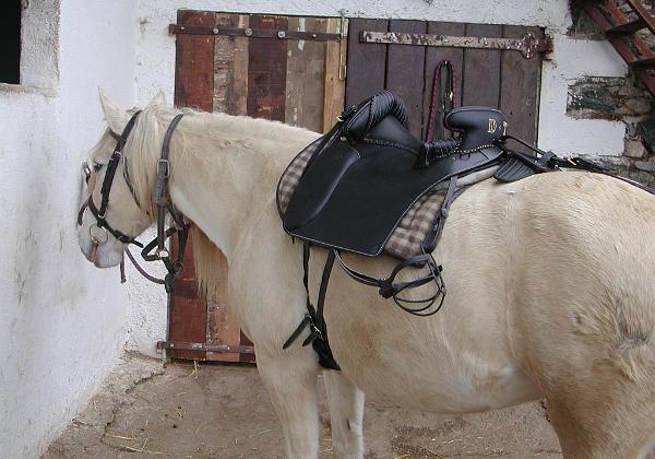 Danae und ihr Sattel (Sunday, 03. February 2002) Photos von Danae und der neue Camarguesattel von Dominique