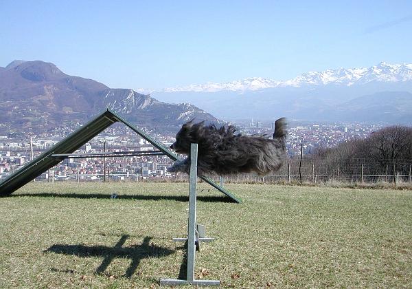 Gini et Danae (Sunday, 10. March 2002) Pictures from agility training with Gini and the horses