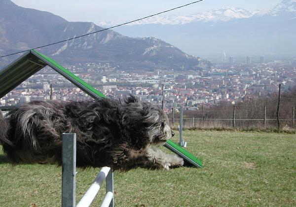 Agility (Sunday, 17. March 2002) Dimanche à l'agility avec Gini et chez Anna et Pierre