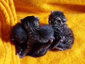 romeo Romeo et ces soeurs et freres