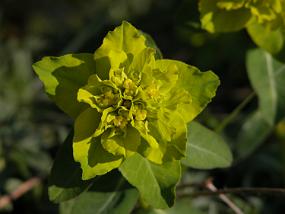 DSCN6556