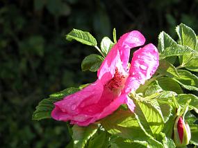 DSCN6915